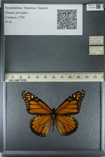 Media type: image;   Entomology 181546